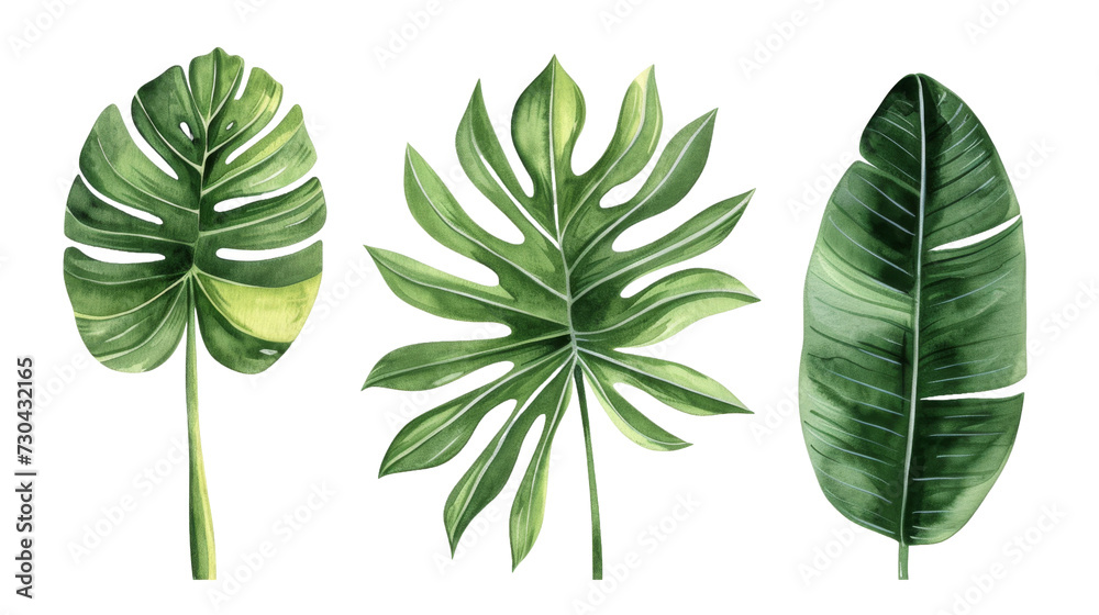 Fototapeta Vintage Watercolor Tropical leaves collection. palm leaf, monstera, banana leaf isolated transparent background. PNG Format.