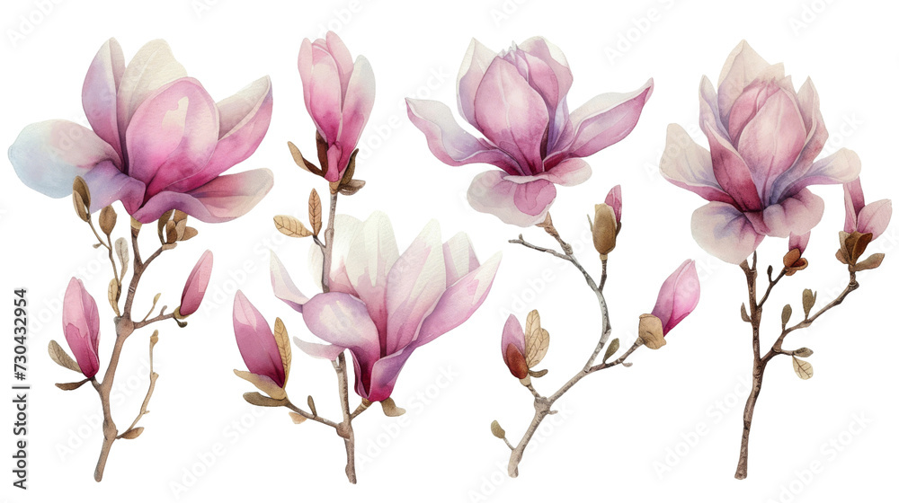 Watercolor blooming pink magnolia flowers and branches isolated transparent background. PNG Format. Watercolor blooming pink magnolia flowers and branches isolated transparent background. PNG Format.