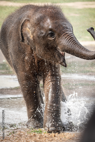 Photography elephants playing