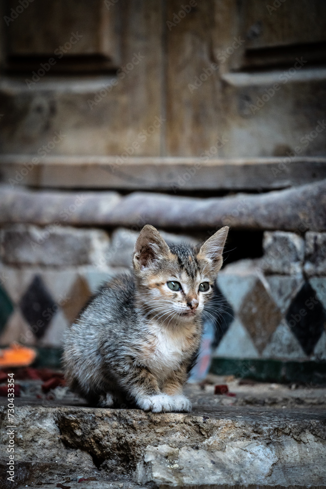 portrait of a cat