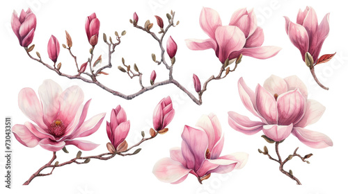 Watercolor blooming pink magnolia flowers and branches isolated transparent background. PNG Format.