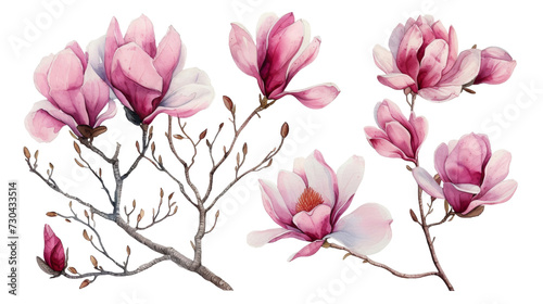 Watercolor blooming pink magnolia flowers and branches isolated transparent background. PNG Format.