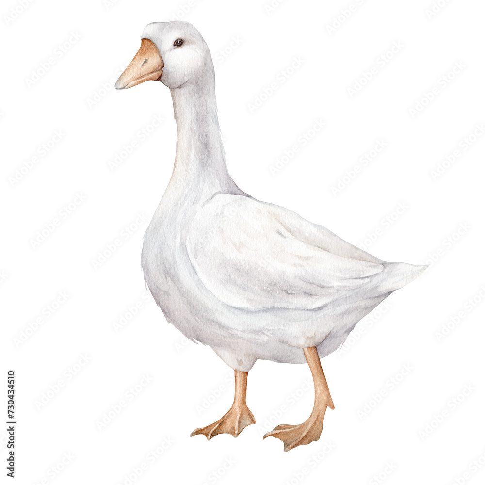 Obraz premium Domestic white and grey watercolor goose. Cute farm bird. Hand drawn illustration on transparent. For Easter design. Fowl on white background. Gosling illustration. Farm wildlife. Agriculture birds.