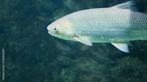 Fish swims near stones in water of large aquarium, closeup photo