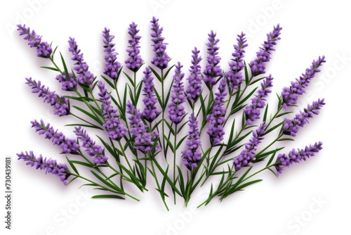 Lavender square isolated on white background