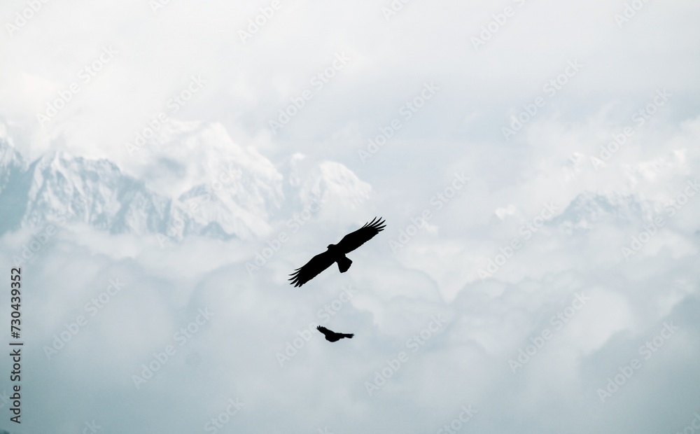 eagle in the mountain sky eagle in the mountain sky