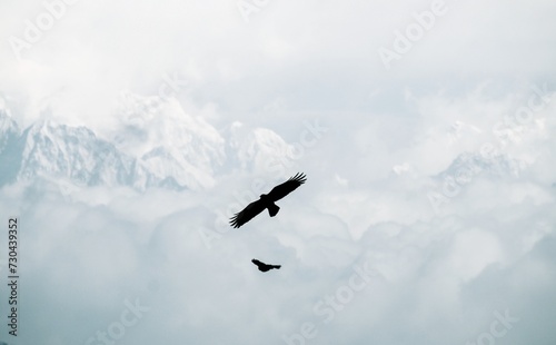 eagle in the mountain sky