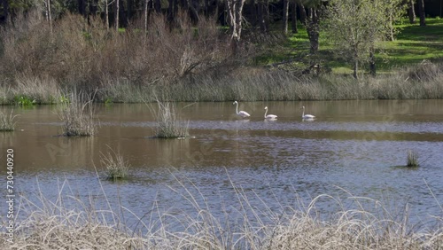 Aves en el Parque Natural de Doñana, Huelva, Andalucía, España. Abril de 2024.