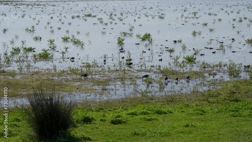 Aves en el Parque Natural de Doñana, Huelva, Andalucía, España. Abril de 2024.