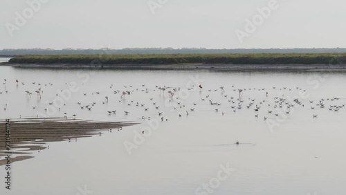 Aves en el Parque Natural de Doñana, Huelva, Andalucía, España. Abril de 2024.