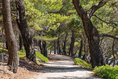 Fototapeta Naklejka Na Ścianę i Meble -  Trail passing through pine forest on a sunny summer day