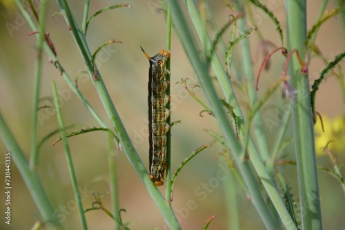 common reed warbler