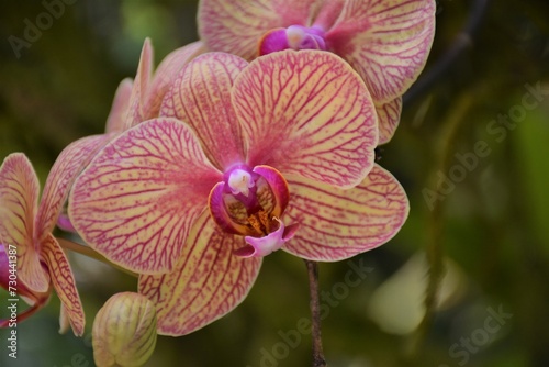 pink orchid flower