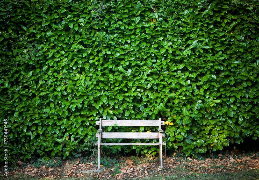 Garden bench with cherry laurel hedge, English garden hedging UK Garden bench with cherry laurel hedge, English garden hedging UK
