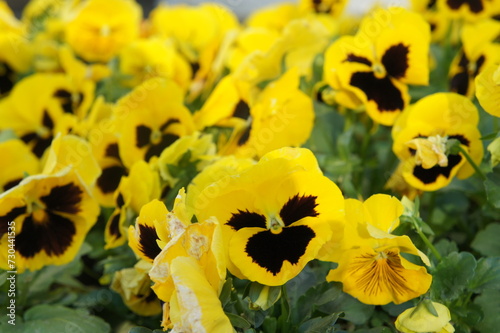 Flowers - viola tricolor