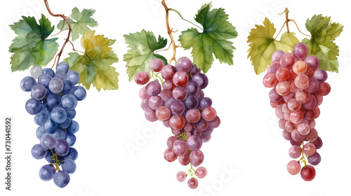 Watercolor set of grapes and vine leaves isolated transparent background. PNG Format.