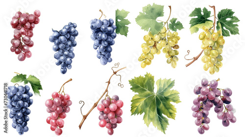 Wallpaper Mural Watercolor set of grapes and vine leaves isolated transparent background. PNG Format. Torontodigital.ca
