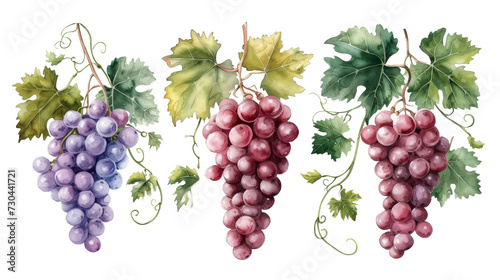 Watercolor set of grapes and vine leaves isolated transparent background. PNG Format.