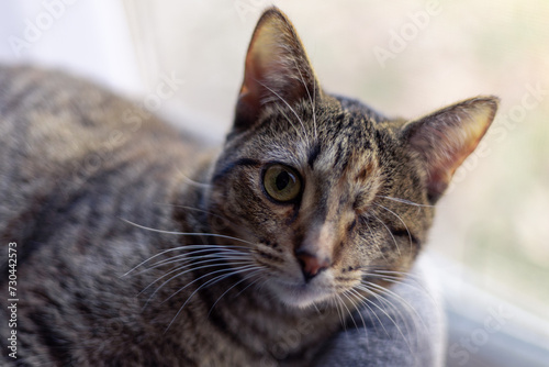 Fototapeta Naklejka Na Ścianę i Meble -  Portrait of one eyed cat