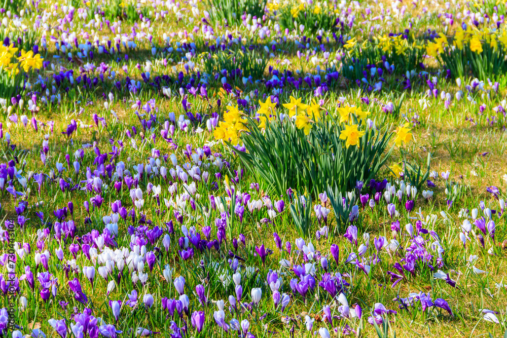 Purple crocus flowers and yellow daffodils on the lawn at spring