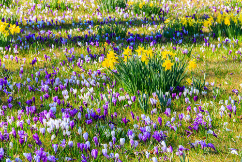 Purple crocus flowers and yellow daffodils on the lawn at spring
