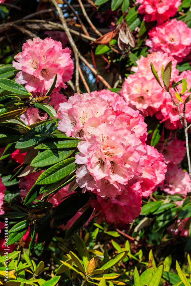 Beautiful blooming pink tree rhododendron (Rhododendron arboreum) in the botanical garden