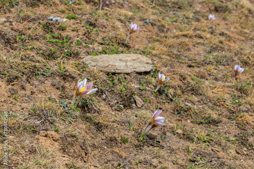 Eastern pasqueflower (Pulsatilla patens), also known as prairie crocus, cutleaf anemone, rock lily