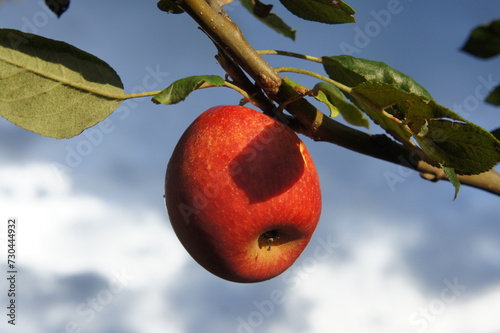 Apple production in Brazil