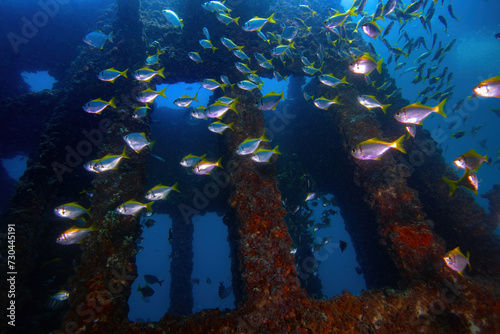 A school of pomfrets at the stacks of exHMAS Brisbane ship wreck