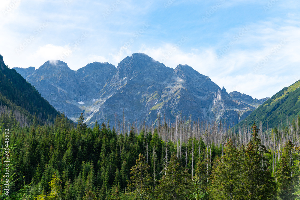 mountain view forest landscape Poland Zakopane