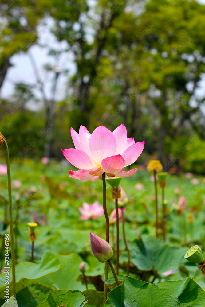 Pink white lotus flower blooming in pond with green leaves. Lotus lake, beautiful nature background. Pink white lotus flower blooming in pond with green leaves. Lotus lake, beautiful nature background.