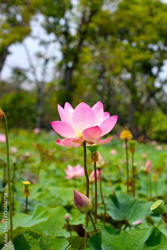 Pink white lotus flower blooming in pond with green leaves. Lotus lake, beautiful nature background.