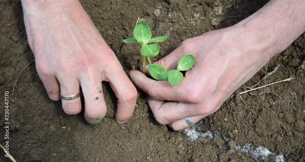 Small seedlings of watermelon, cucumber, melon or pumpkin grow in open ground. growing vegetables and berries. caring for the environment and food security Small seedlings of watermelon, cucumber, melon or pumpkin grow in open ground. growing vegetables and berries. caring for the environment and food security