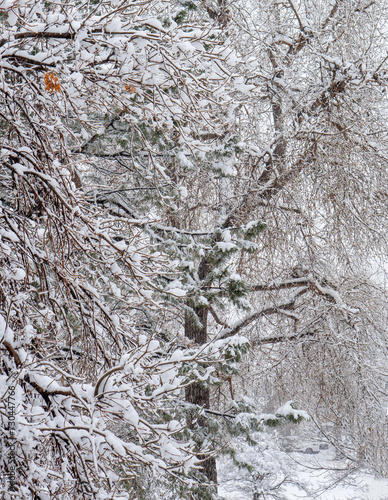 Snow Covered Tree Branches During a Snow Storm
