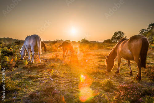 Tableau sur toile Wild ponies at sunset in New Forest, Hampshire, UK