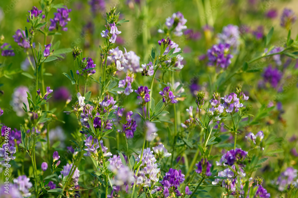 Blooming with purple flowers alfalfa agricultural field in summer.