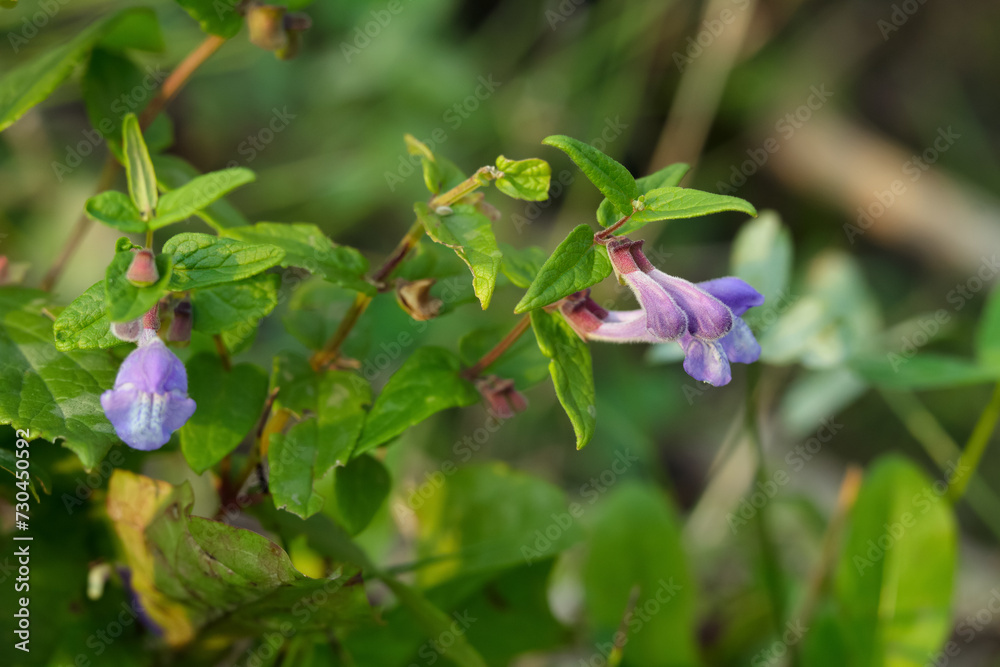 Purple bloom of Marsh skullcap flowers growing in the wild. Purple bloom of Marsh skullcap flowers growing in the wild.