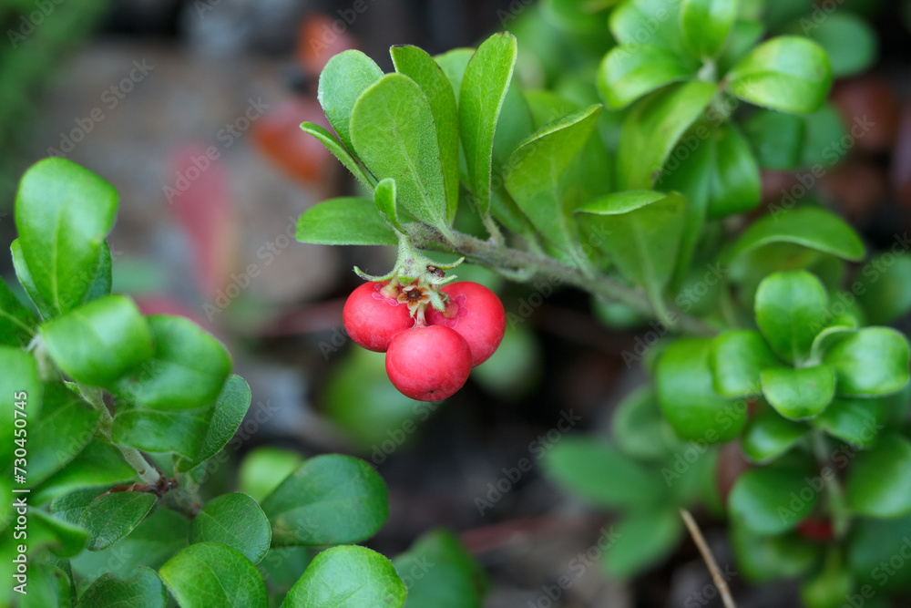 Evergreen Bearberry dwarf shrub with red berries and leaves.