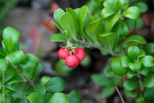 Evergreen Bearberry dwarf shrub with red berries and leaves. photo