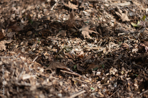 Dry leaves form a thick layer of mulch covering the forest floor. Shallow depth of field brings some of the leaves, while leaving the backgorund and foreground defocused.