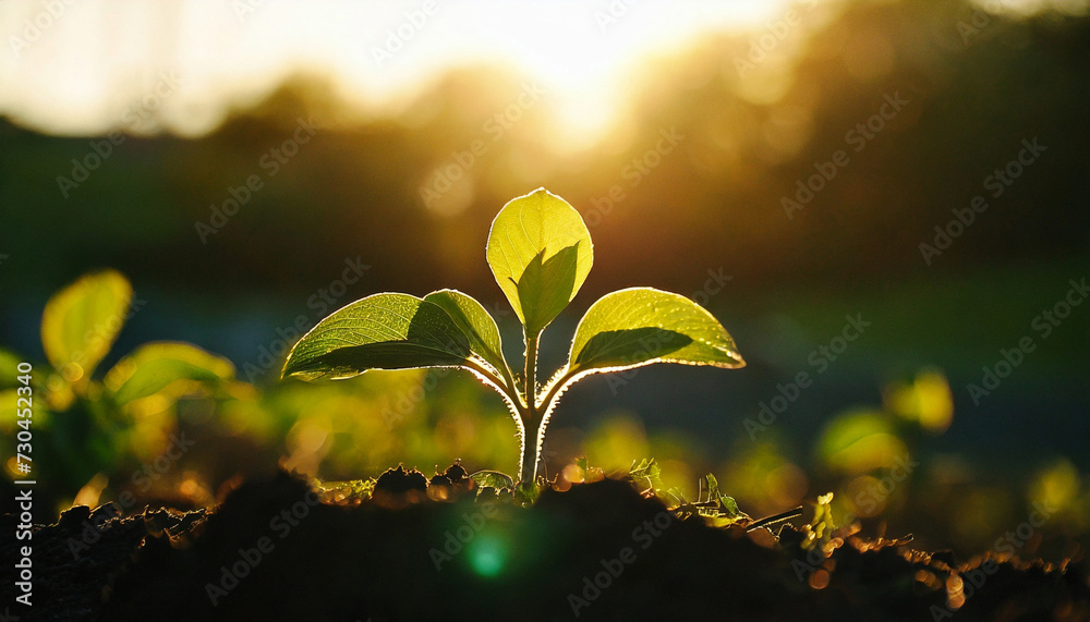 Fresh green sprout with the sunset. Growing seedling in agricultural farm field. New life concept Fresh green sprout with the sunset. Growing seedling in agricultural farm field. New life concept