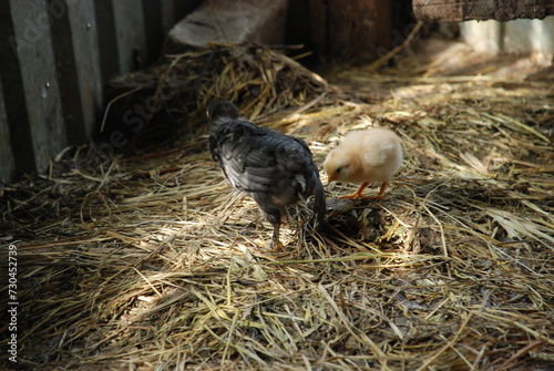 Little chicks in the chicken coop. Chicks born a couple of weeks ago are walking on the straw lying on the floor in search of food. They have yellow and black down and orange beaks and thin long legs. photo