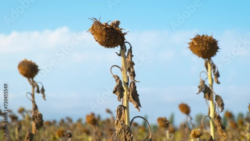 Ripe sunflowers during dry autumn. A view of big dry field with ripe sunflowers in the sun rays. photo