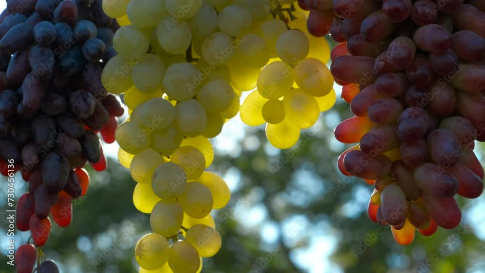 Black and white grapes harvest in rays. A view of black and white bunches of juicy grapes against blue and sunny sky.
