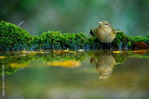 A Phylloscopus collybita, or Common Chiffchaff, reflected in a clear pond by mossy bank photo