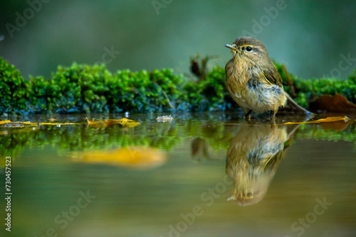 A Phylloscopus collybita, or Common Chiffchaff, reflected in a clear pond by mossy bank photo