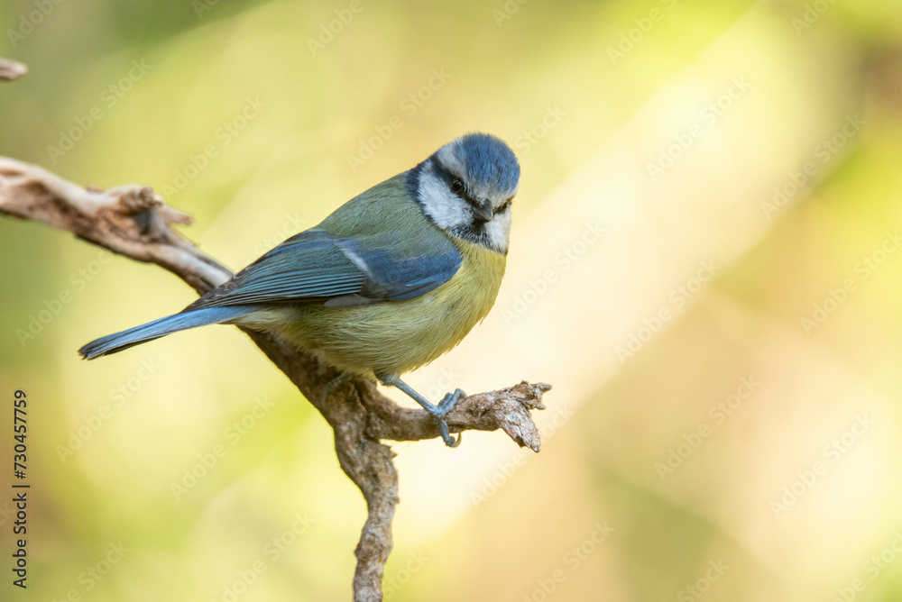 A blue tit, Cyanistes caeruleus, poised on a gnarled branch with a blurred green background A blue tit, Cyanistes caeruleus, poised on a gnarled branch with a blurred green background