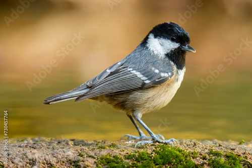 A coal tit, Periparus ater, standing on mossy ground with a blurred golden background photo