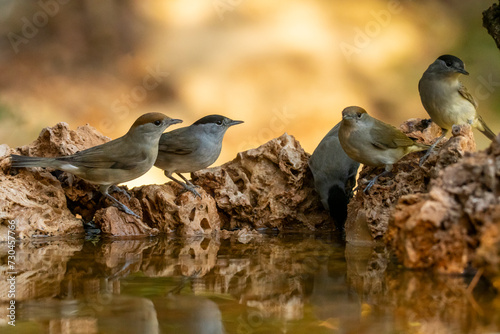 A group of Eurasian blackcaps, Sylvia atricapilla, perched on a porous log by water with a golden background photo