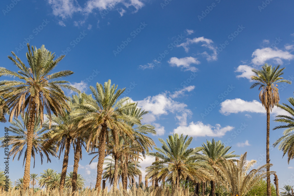 Date palms against a blue sky at a desert oasis.